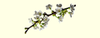cherry blossom branch