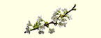cherry blossom branch