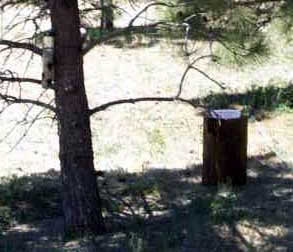 bird feeders and water