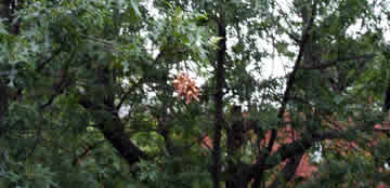 leaves